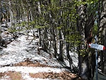 Il sottobosco di faggi  porta  segni più evidenti della recente e inaspettata nevicata....